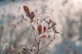 Frosty nature background. Winter landscape with frozen grass Royalty Free Stock Photo