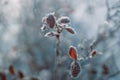 Frosty nature background. Winter landscape with frozen grass Royalty Free Stock Photo