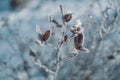 Frosty nature background. Winter landscape with frozen grass Royalty Free Stock Photo