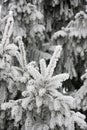 Frosty nedles Royalty Free Stock Photo