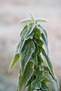 Frosty nettle