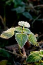 Frosty nettle