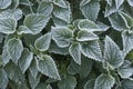 Frosty nettle