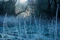 Frosty Nettle Spikelets at Hazy Sunrise