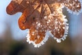 Frosty oak leave Royalty Free Stock Photo