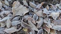 First frost on autumn leaves at the end of October Royalty Free Stock Photo