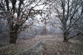 Frosty Path on a grey Day