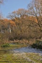 Frosty hiking trail through a sunny winter forest in the flemish countryside