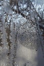 Frosty pattern on the window in winter dendrites