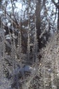 Frosty pattern on the window in winter dendrites