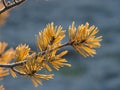 Frosty pine branch