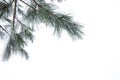 Frosty pine branch at winter in finnish forest close-up. Royalty Free Stock Photo