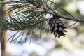 Frosty pine branch in winter Park outdoor