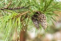 Frosty pine branch in winter Park outdoor