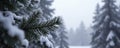 Frosty pine branches stretching towards the grey sky, snowflakes, forest Royalty Free Stock Photo
