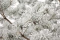 Frosty pine cones hanging from evergreen branches with falling snow Royalty Free Stock Photo