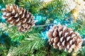 Frosty Pine Cones Hanging From Evergreen Branches. Snowy Fir Branches With Snow. Holiday background of Christmas tree branche Royalty Free Stock Photo