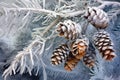 frosty pine cones on a snow-covered branch Royalty Free Stock Photo