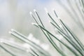 Frosty pine leaf