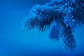 Frosty pine needles on blue evening light Royalty Free Stock Photo