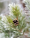 Frosty pine tree Royalty Free Stock Photo
