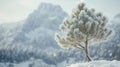 Frosty Pine Tree Against Snowy Mountain Background Royalty Free Stock Photo
