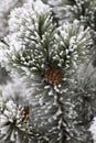 Frosty pine tree branch with pine cones on a cold winter day Royalty Free Stock Photo