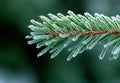 Frosty pine tree branch in winter Royalty Free Stock Photo