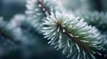 Frosty pine tree branch in winter Royalty Free Stock Photo