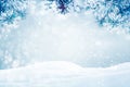 Frosty pine tree winter background Royalty Free Stock Photo