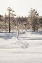 Frosty pine trees in marsh early in the morning