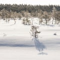 Frosty pine trees in marsh early in the morning