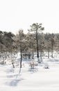 Frosty pine trees in marsh early in the morning