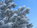 Frosty pine twigs