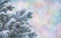 Frosty pine twigs against abstract pastel bokeh background Royalty Free Stock Photo