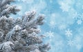 Frosty pine twigs against blue background with snowflakes