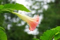 Frosty Pink Angel`s Trumpet flower in full bloom
