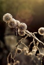 Frosty plant with spiky seed head