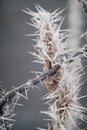 Frosty Plant in a Wire Fence on a Cold Winter Morning Royalty Free Stock Photo