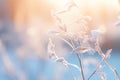 frosty plants in the morning light with the sun in the background Royalty Free Stock Photo