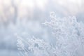 frosty plants in a winter landscape with blurry trees in the background