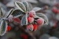 Frosty red berries Royalty Free Stock Photo