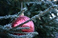 Frosty red Christmas bauble on tree Royalty Free Stock Photo