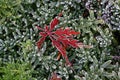 Frosty Red Maple Leaf Royalty Free Stock Photo