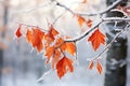 Frosty red oak leaves in winter forest. Natural background, Beautiful frozen branch with orange and yellow maple leaves in the