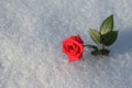 Frosty Red Rose Royalty Free Stock Photo
