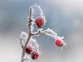 Frosty red rose hips on a blurred background_ Royalty Free Stock Photo