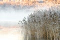 Frosty reeds, calm lake, misty morning at sunrise, dawn.