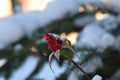 A frosty rose bud Royalty Free Stock Photo