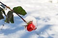 A frosty rose bud Royalty Free Stock Photo